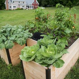 Keyhole Garden Bed with leafy greens planted inside