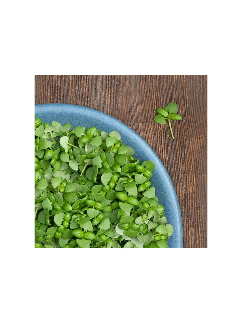 Basil Organic Microgreens Seed