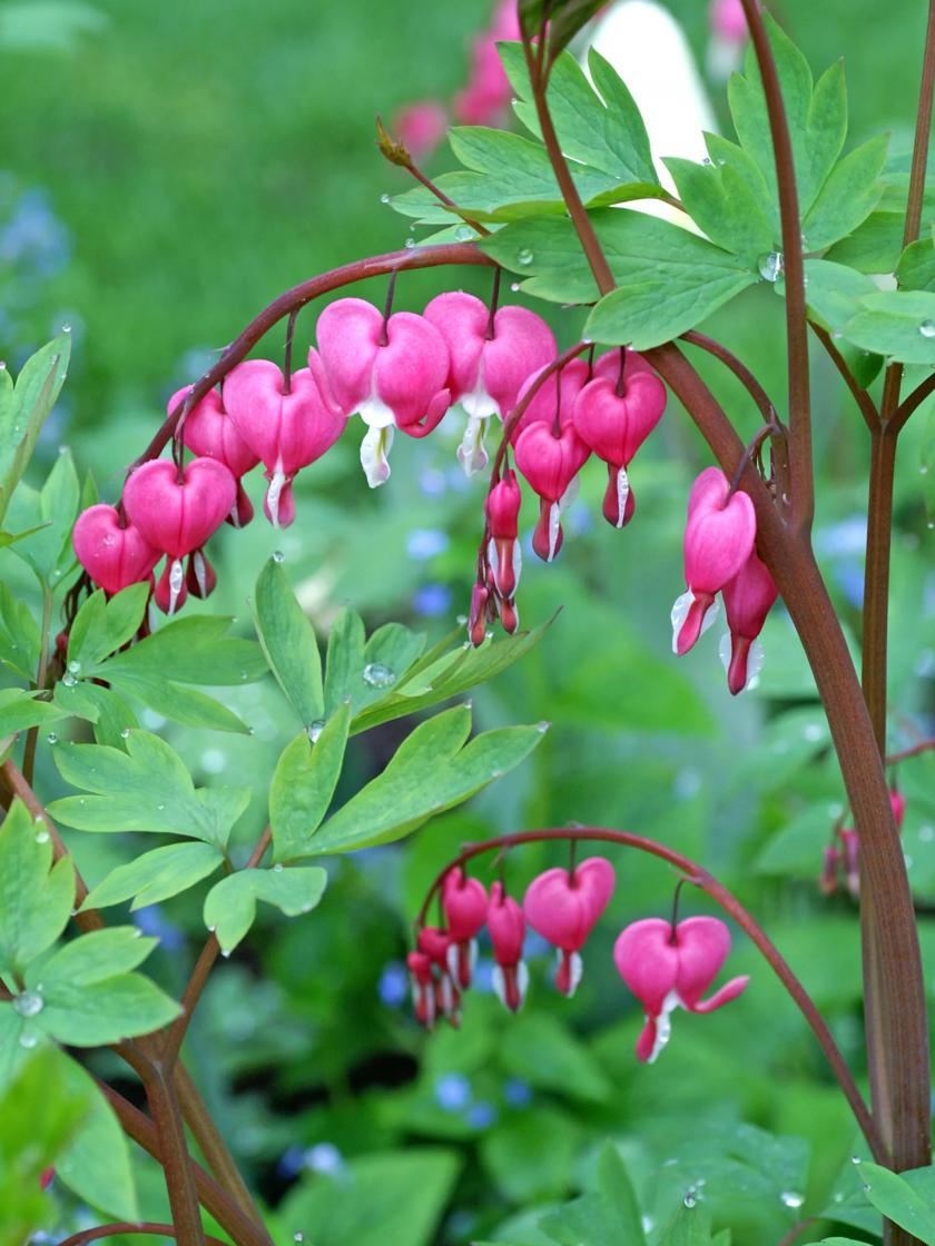 Bleeding Hearts