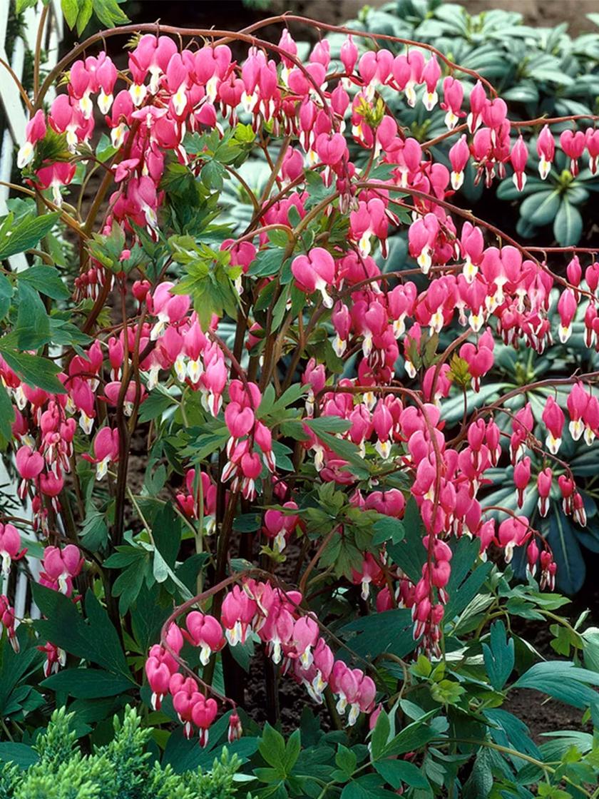 Bleeding Heart Roots, Set of 5