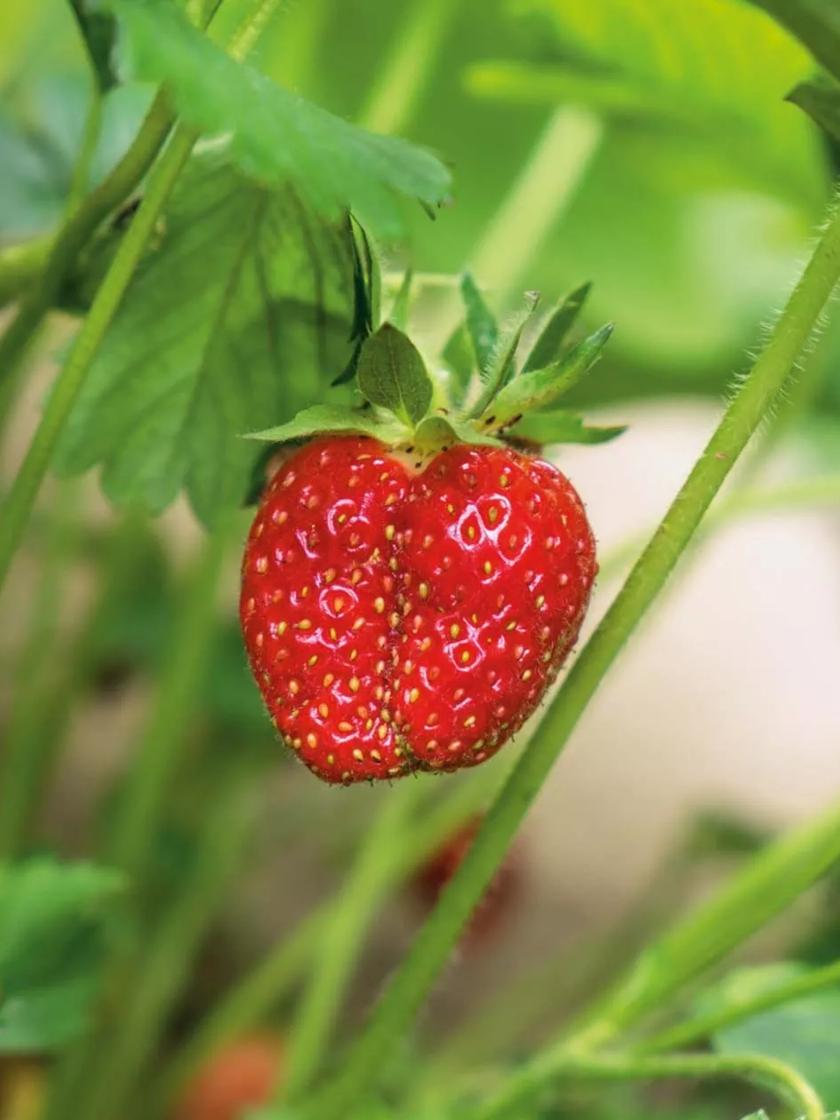 Jewel Strawberry Bundles of 25 Bare Root | Gardener's Supply