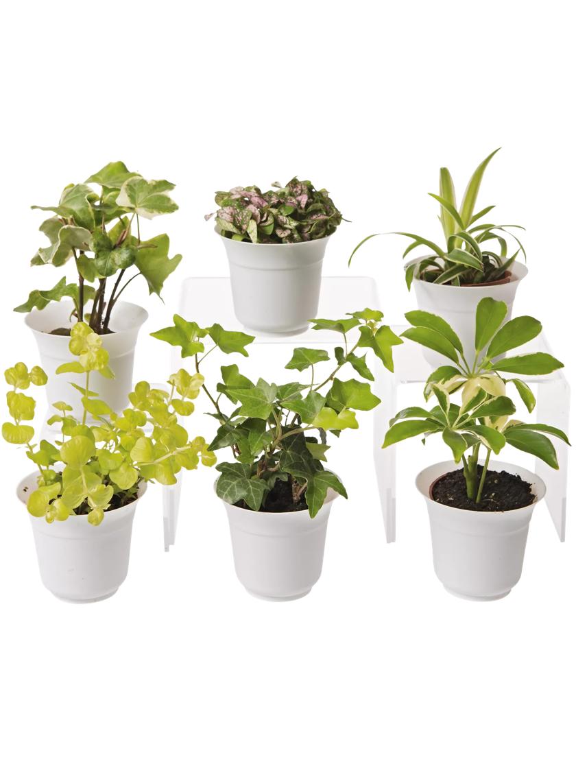 Buy Terrarium Plants For Sale