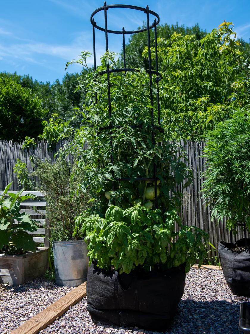 https://assets.gardeners.com/transform/PDP_Main/055fd27f-e76c-4e87-b2cd-a76374cf4658/8610242_3000_Self-Watering-Grow-Bag