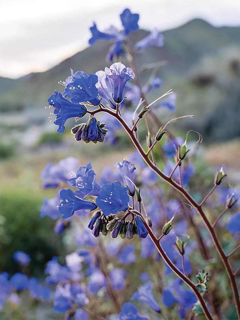 California Bluebell Phacelia Campanularia Seeds