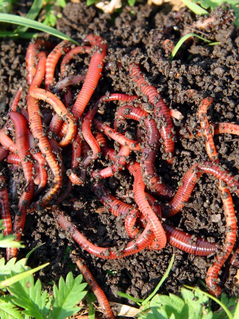 Red Wiggler Composting