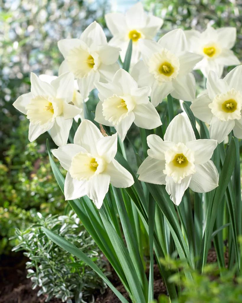 White Daffodil Plants For Sale