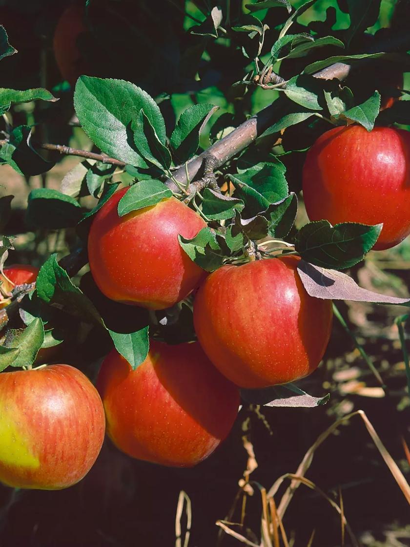 Honeycrisp Apples: Super Fruit 