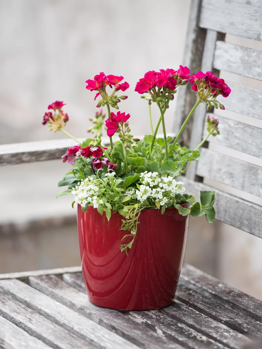 Viva Small Round Indoor Outdoor Self-Watering Pot Viva Small Round Indoor Outdoor Self-Watering Pot