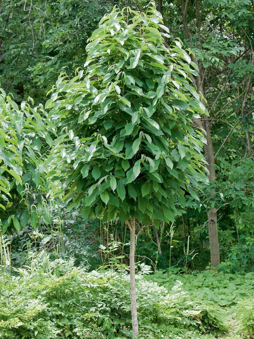 Bower & Branch® Pawpaw Tree