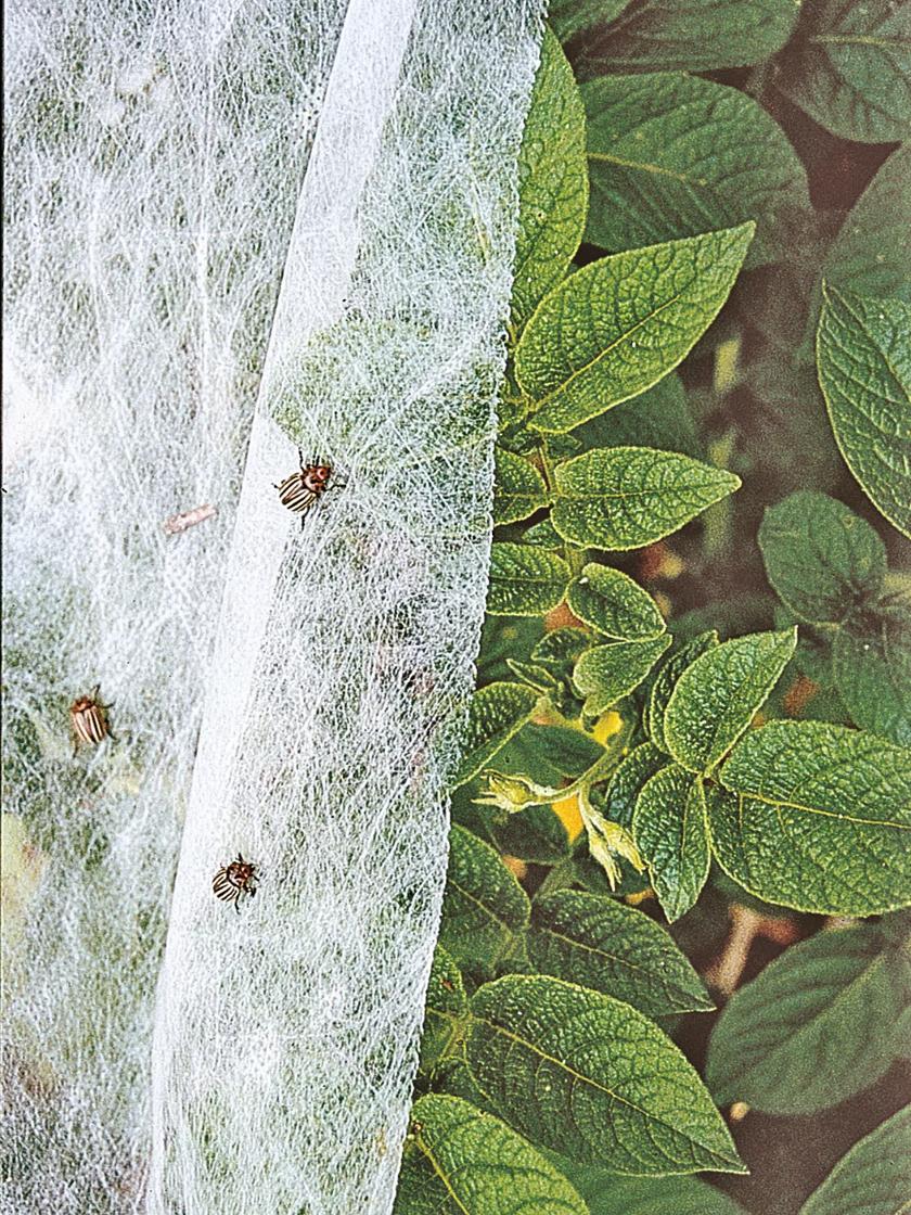 Summerweight garden fabric over growing plants with beetles on the outside of fabric