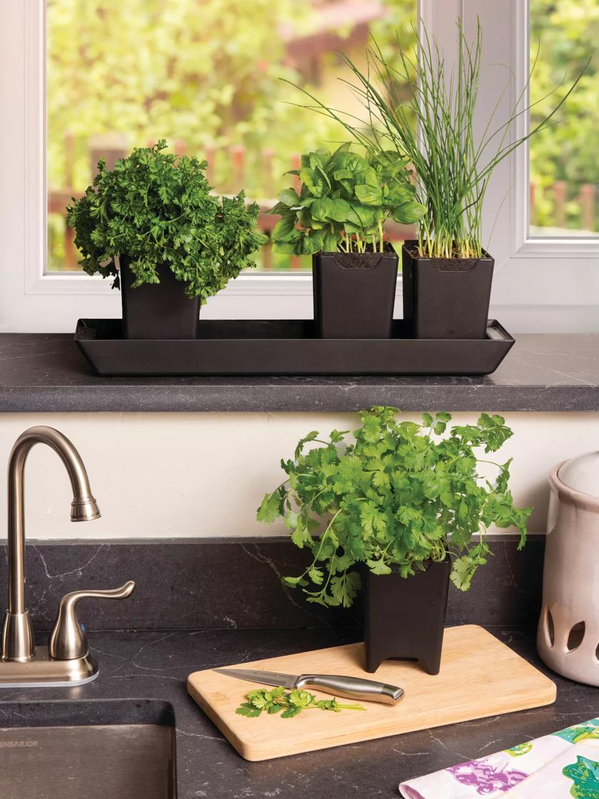 Pop Out Pots Set of 4 Herb Pots Kitchen Herb Garden