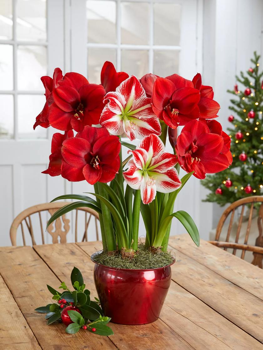 Merry Potted Amaryllis Red & Mix Trio