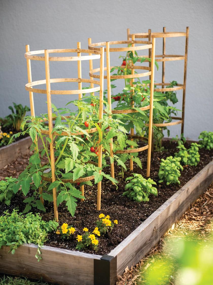 Wood - Bamboo Tomato Cages, Set of 3, 4-tier, 40 in H
