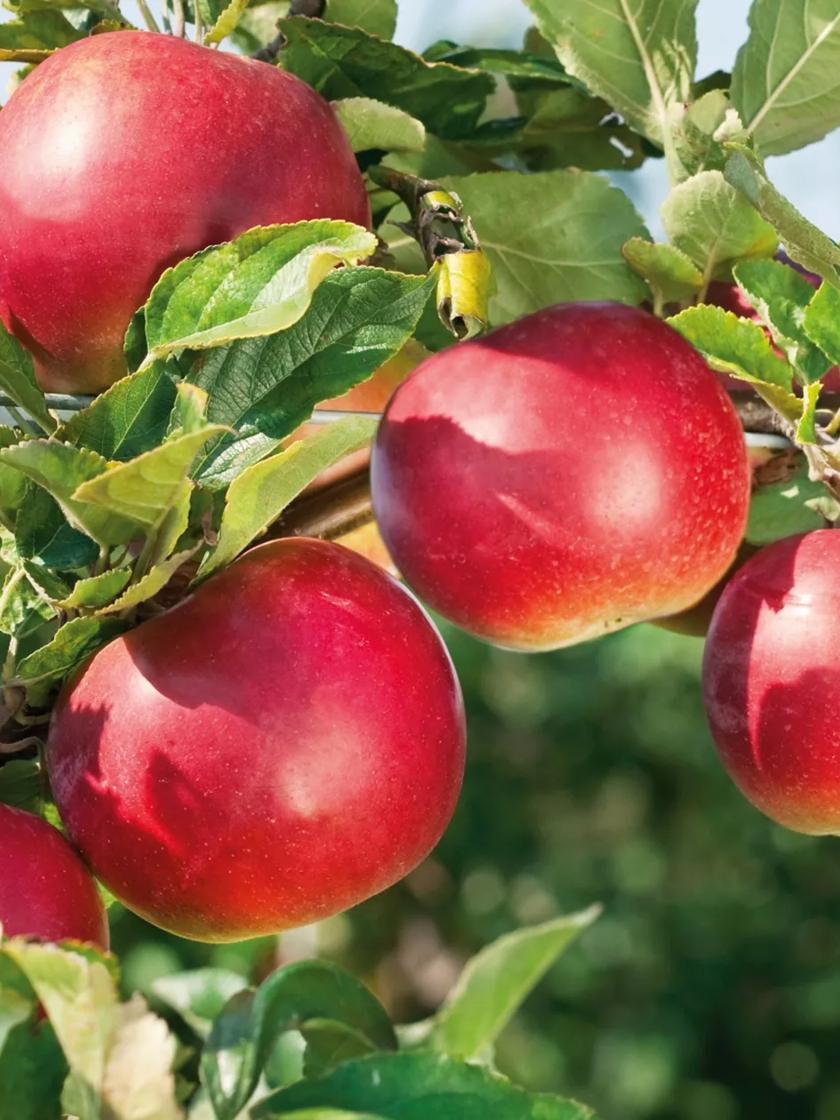 RubyMac® McIntosh Apple Tree Bare Root for Sale