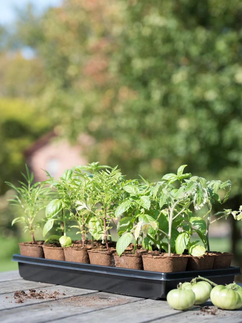 3-1/2” Square Biodegradable Pots & Tray Set