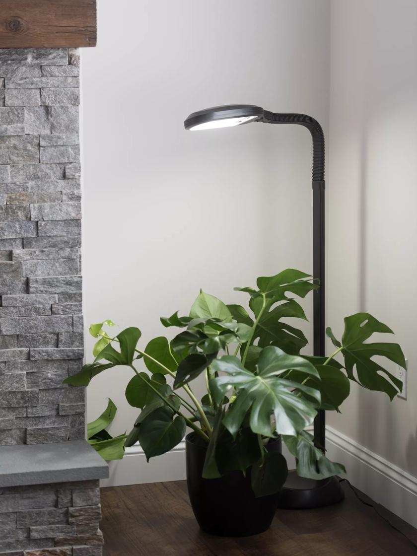 Kwik Voorspeller zomer Floor Plant Lamp - Full Specrum CFL Grow Light | Free Shipping