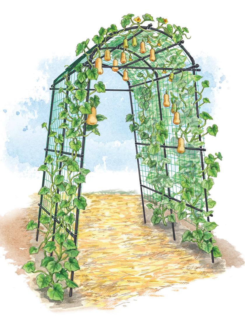 Titan Tunnel Trellis for Squash, Zucchini, Melons