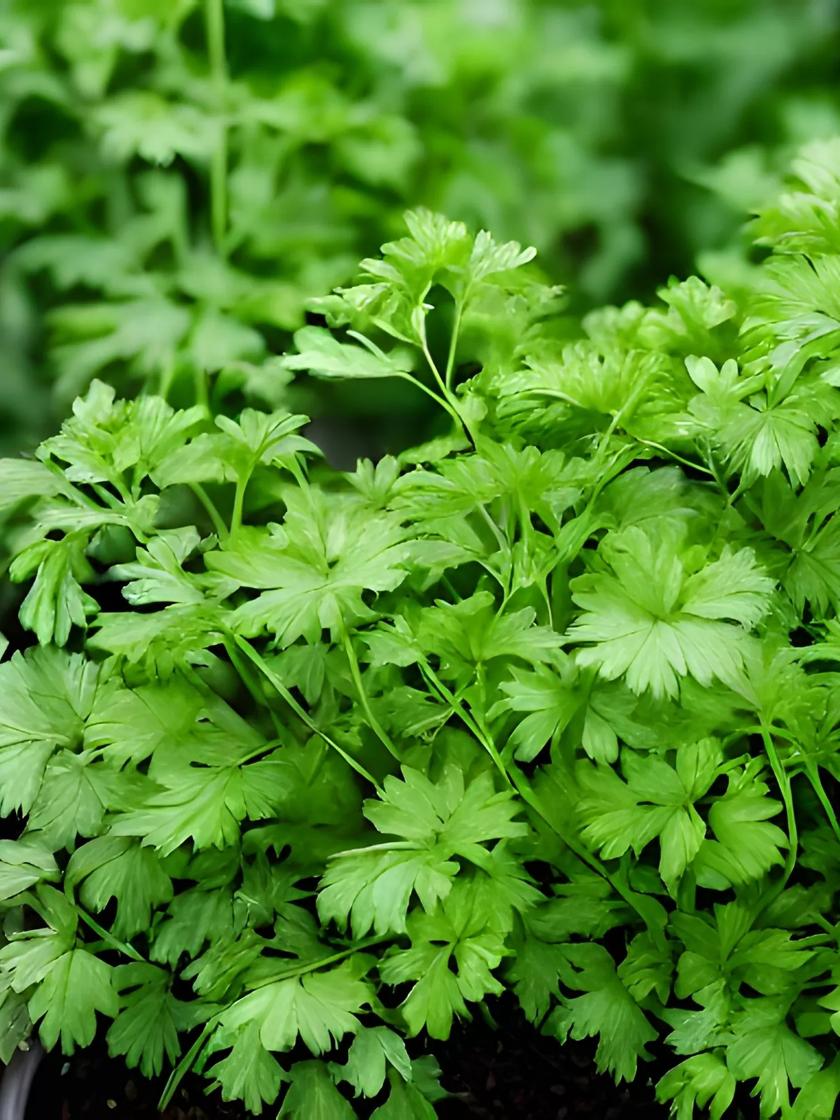 Cilantro | Gardener's Supply