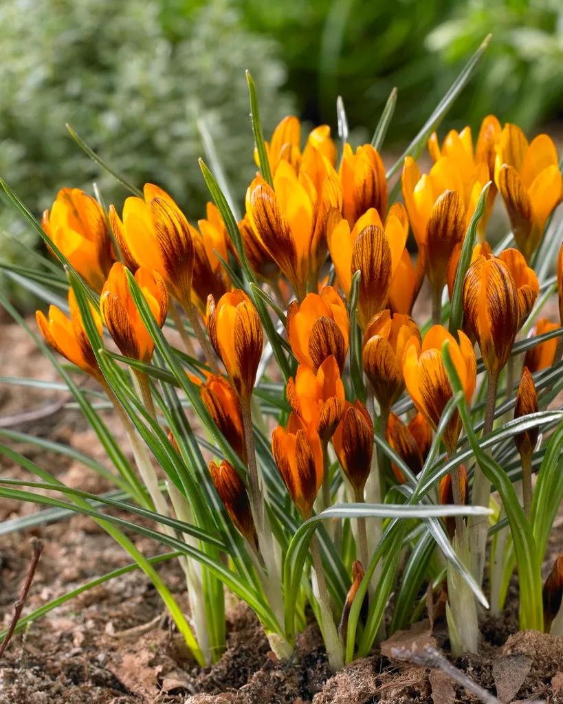 Bloomsz Crocus Orange Monarch Bulbs (25-Pack) 11548 - The Home Depot