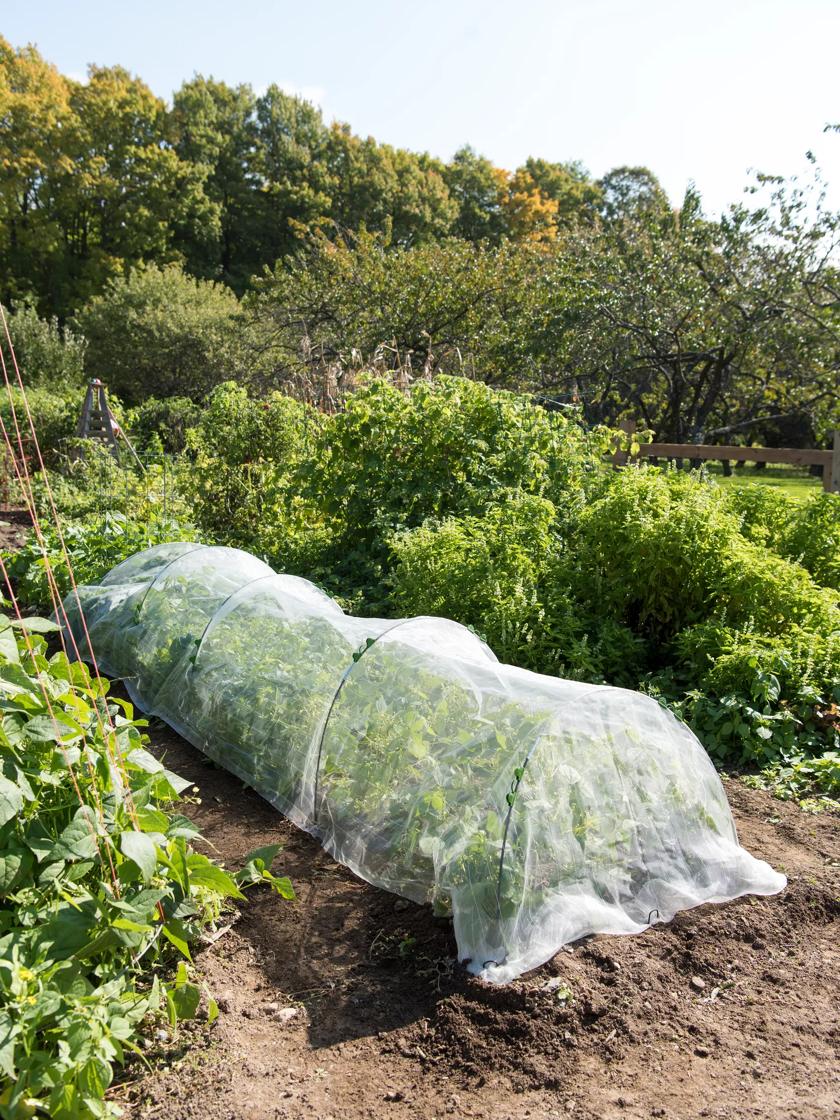 Mesh Plant Cover for Pests, Outdoor Garden Protection Cover Mesh Net from  Animals, Bird and Pest Protection Guard for Fruit, Vegetables, Flowers and