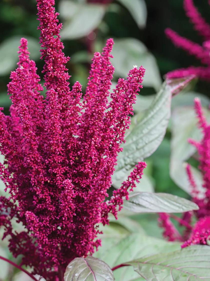 Burgundy Amaranth Organic Seeds Gardeners Supply