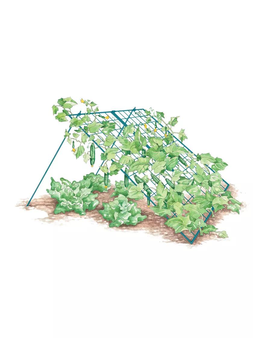 Cucumber trellis on sale