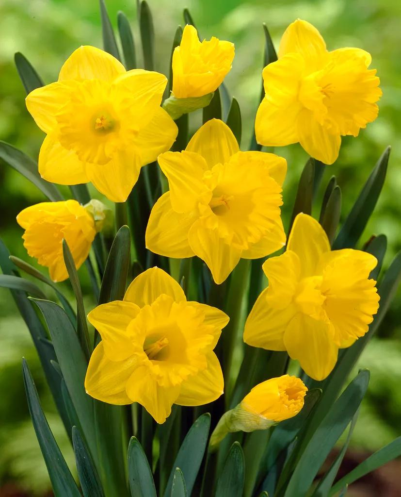 16 Daffodil Plant With Bulb