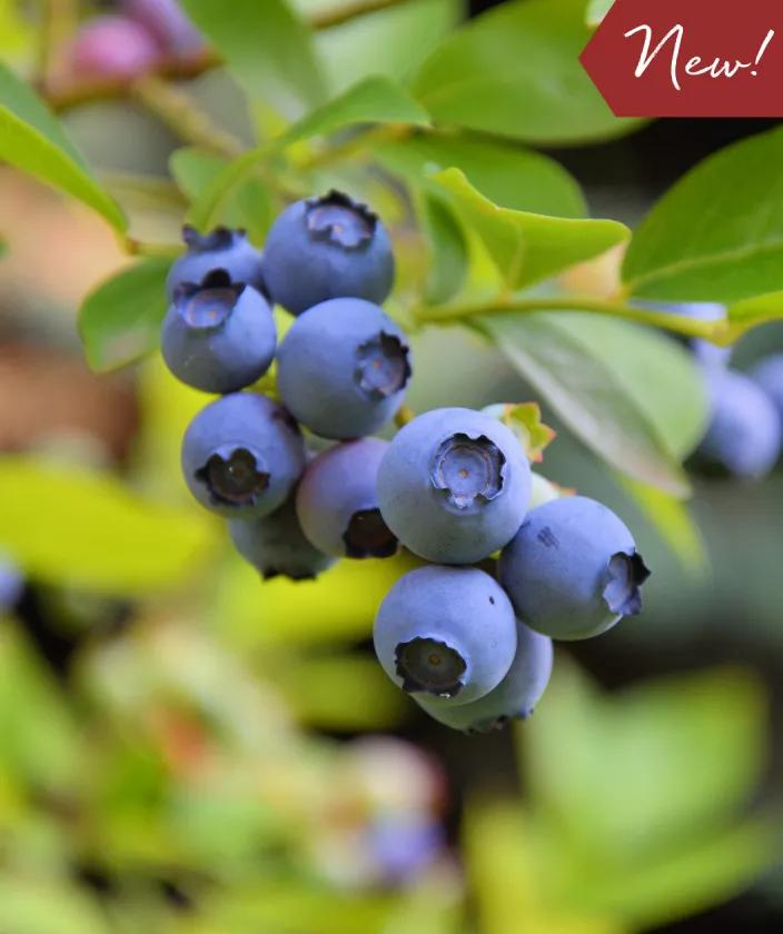 Jersey Highbush Blueberry Bush for Sale Gardener's Supply