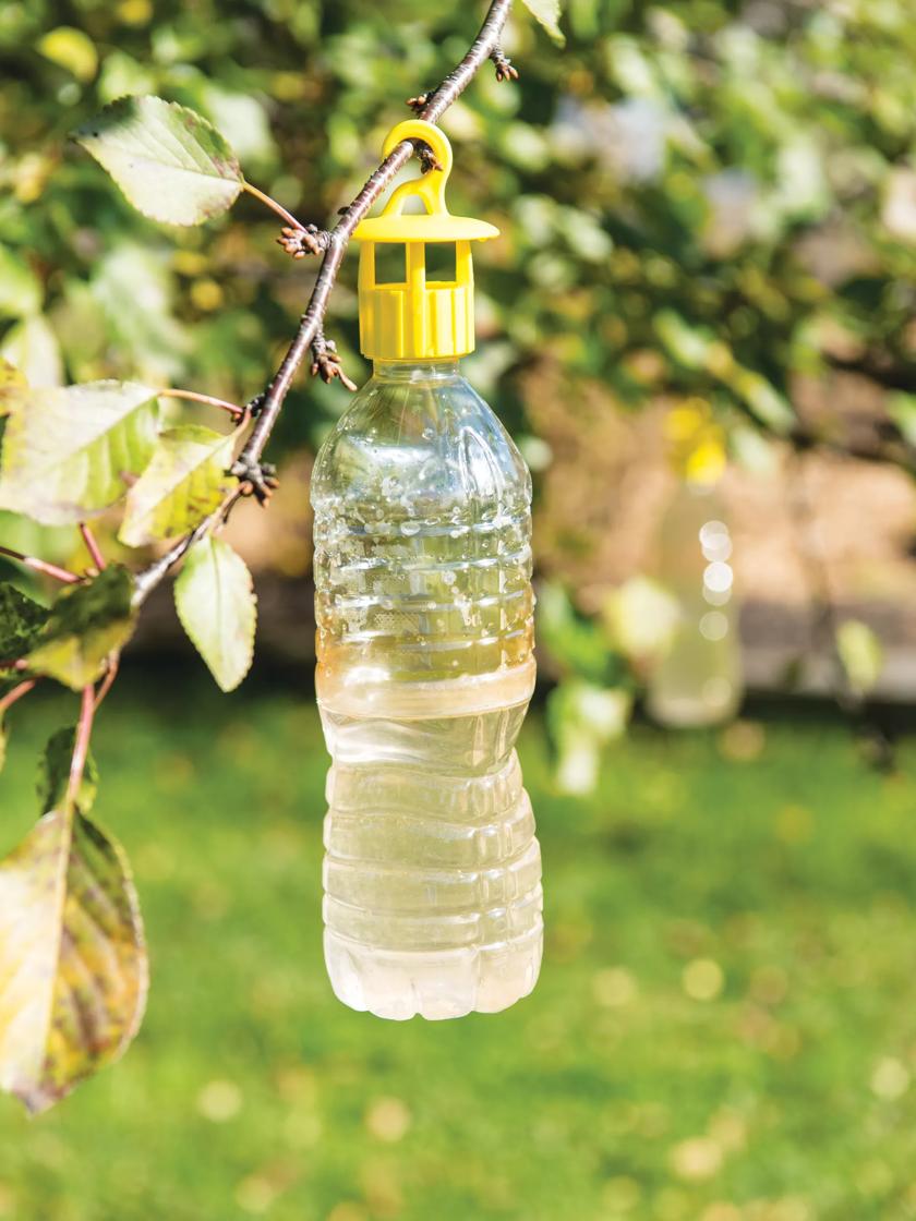 Bottle Insect Traps, Set of 6