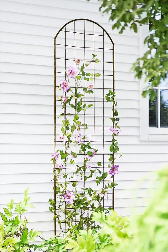 clematis wire trellis