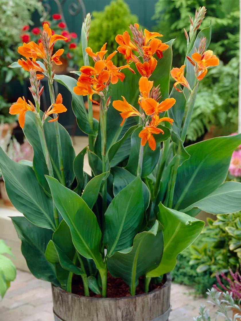 Colorful Cannas Flowers Add Beauty to Any Garden - Birds and Blooms