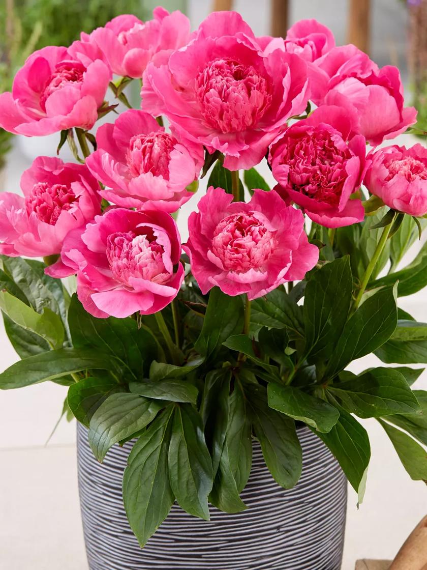 Garden Peony – Page 2 – De Vroomen Garden Products