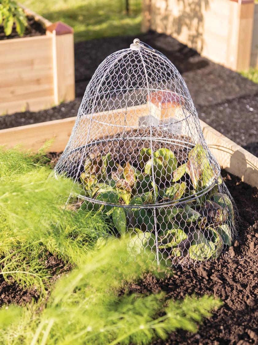 Chicken Wire Cloche with Extension