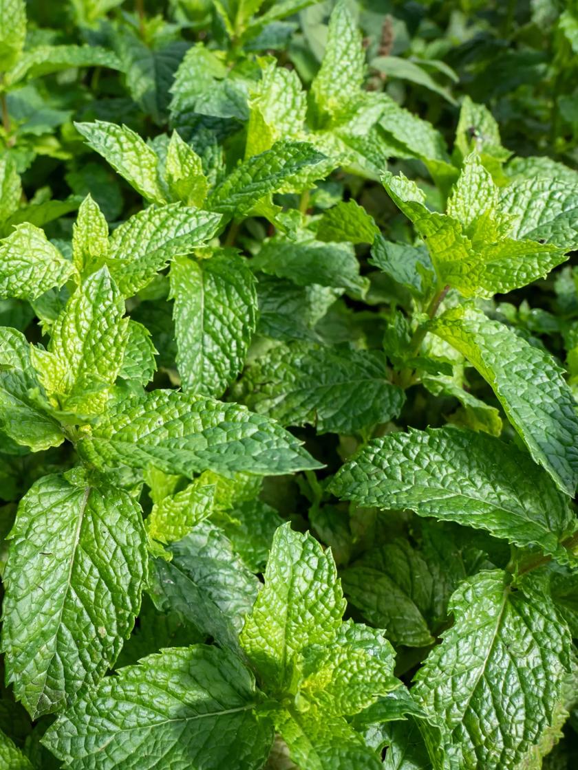 Spearmint | Gardener's Supply