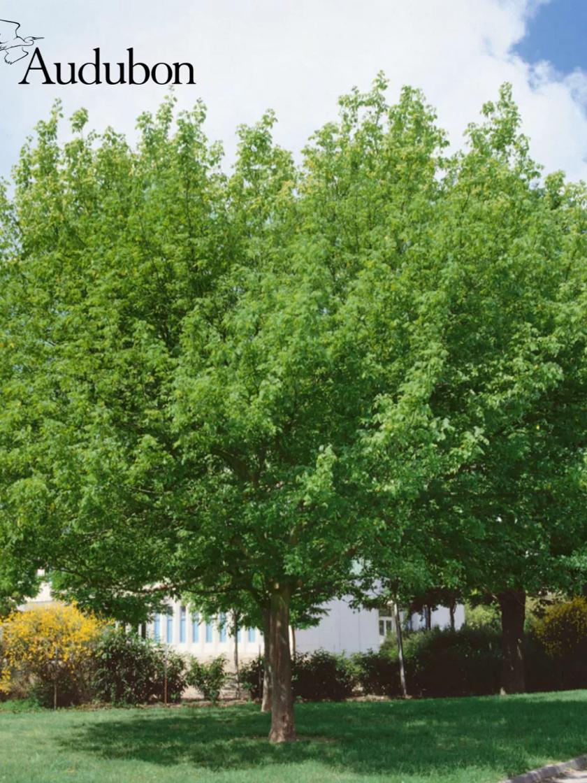 Maple-Leaf Oak - Encyclopedia of Arkansas