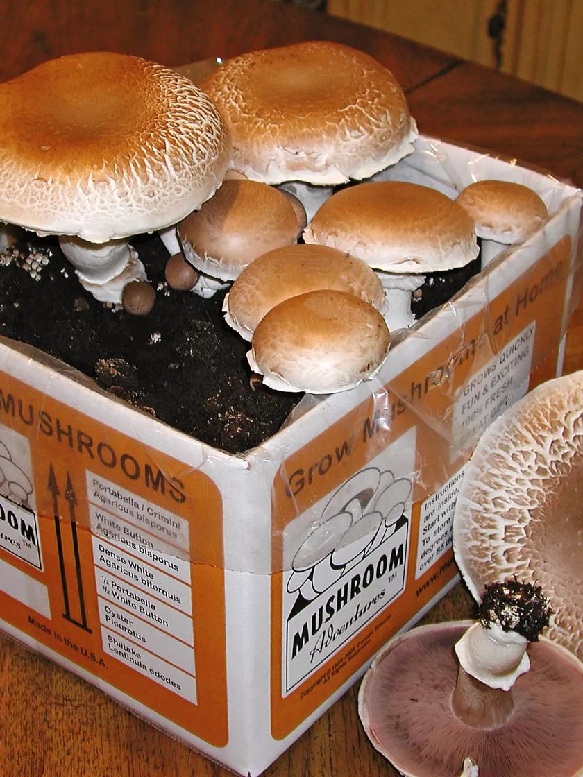 giant-portabella-mushroom-growing-kit-gardener-s-supply