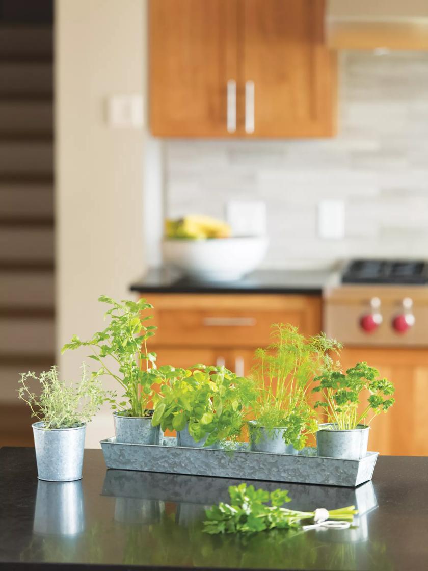 Galvanized Herb Pots Set - Windowsill Planter Kit