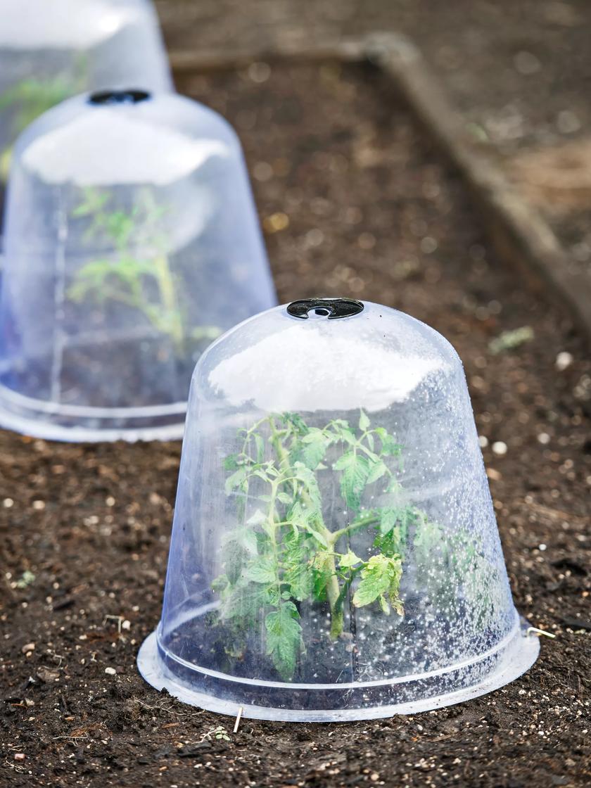 Floral Garden Plastic High Cloche Domes, 5.75x3.625-in.