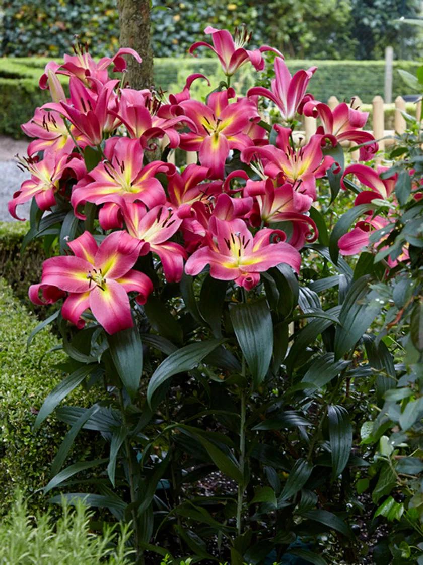 Lilies Mammoth Tall Empoli, 7 Bulbs