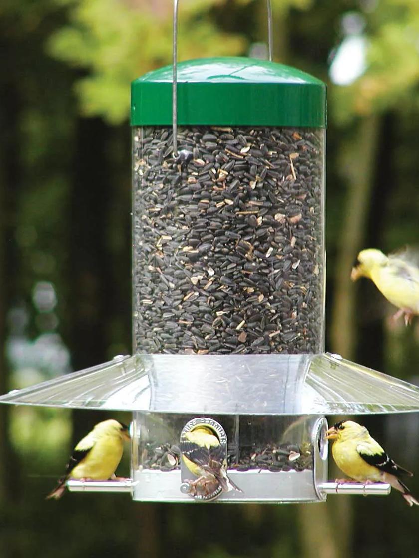 Birds Choice Classic Tube Feeder + Weather Guard Baffle | Gardeners.com