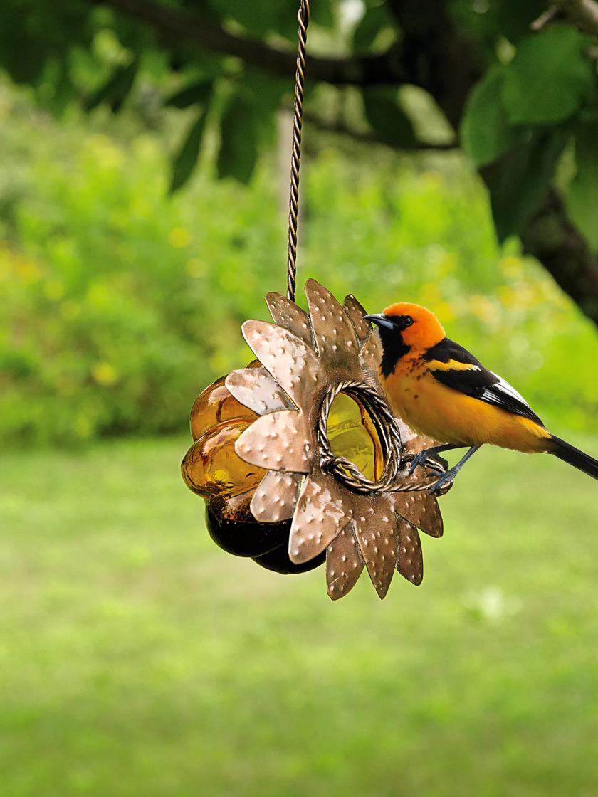 How to Attract a Baltimore Oriole to your Backyard Feeder 