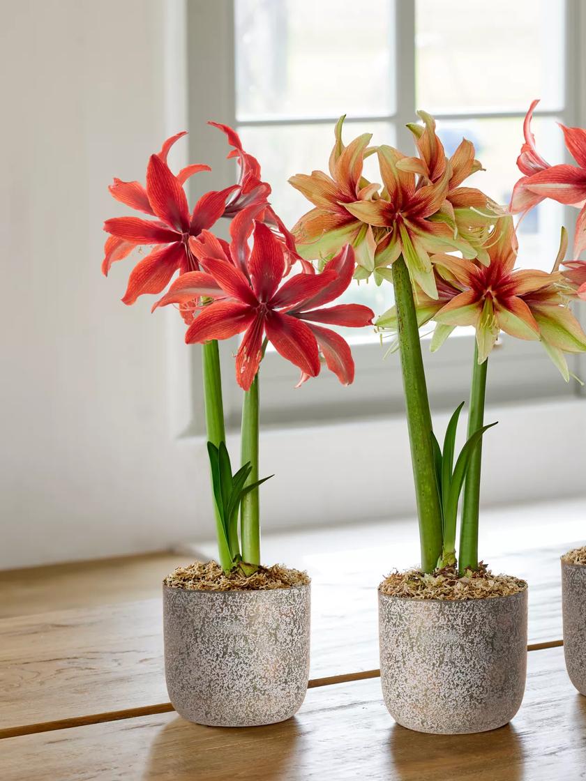 Amazon Amaryllis Collection | Gardener's Supply