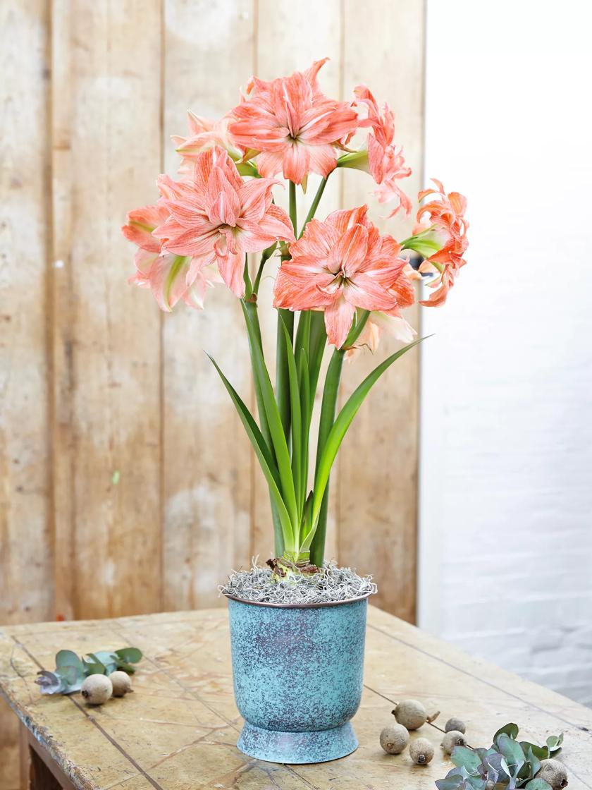 Lady Jane Potted Amaryllis