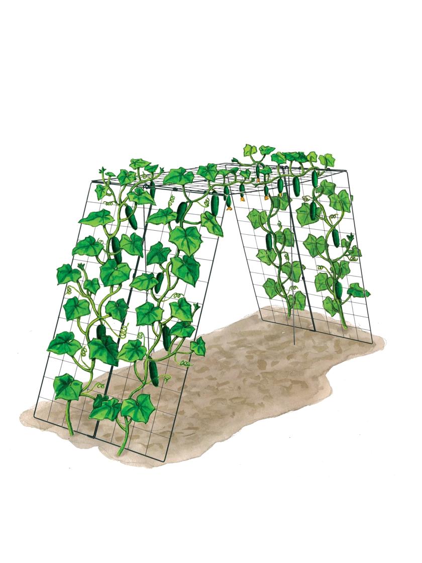 Over the Top Cucumber and Squash Trellis
