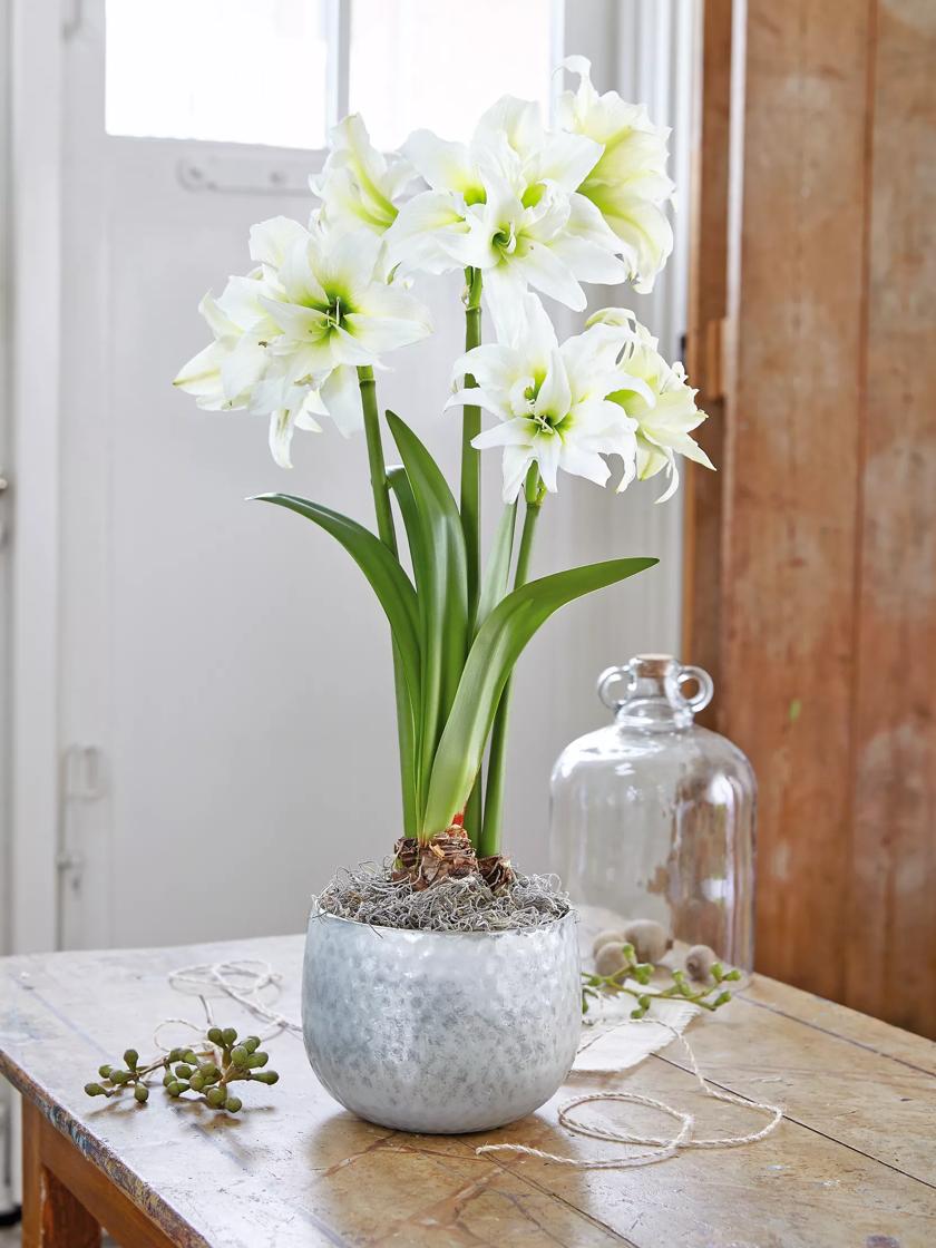 Ice Queen Potted Amaryllis