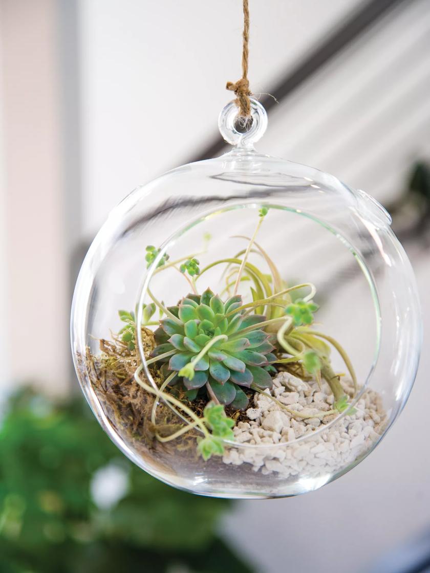 Terrarium Kits