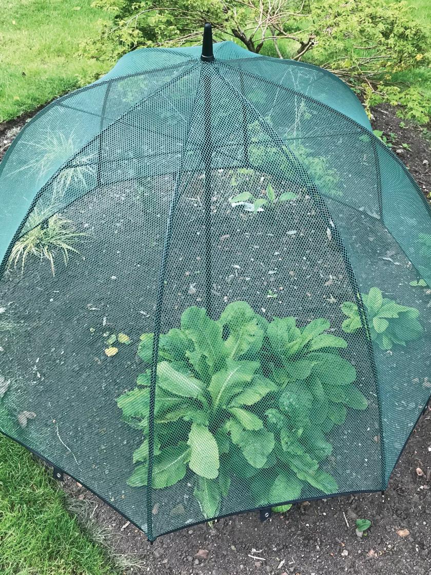 Pop n Crop Square Plant Umbrella & Raised Bed 1x1m