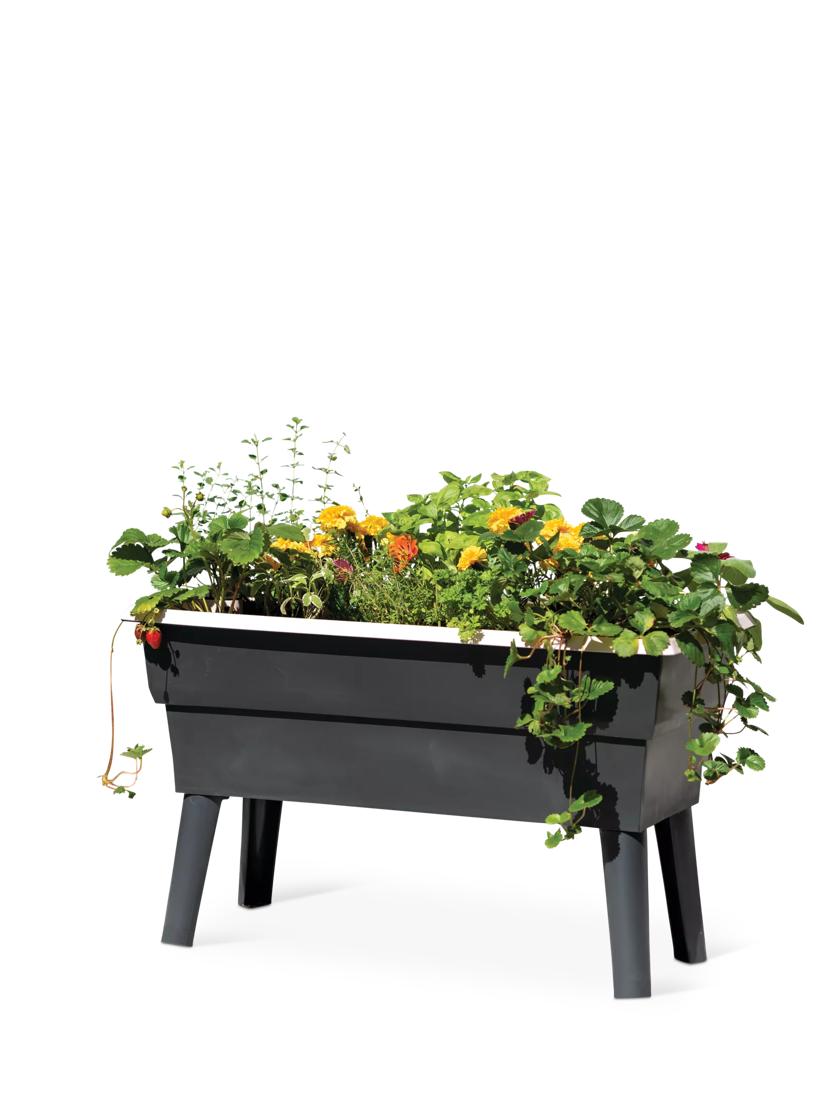 https://assets.gardeners.com/transform/PDP_Main/52ac4984-b19f-4078-84ad-f908135acee0/8609217_0342-tif