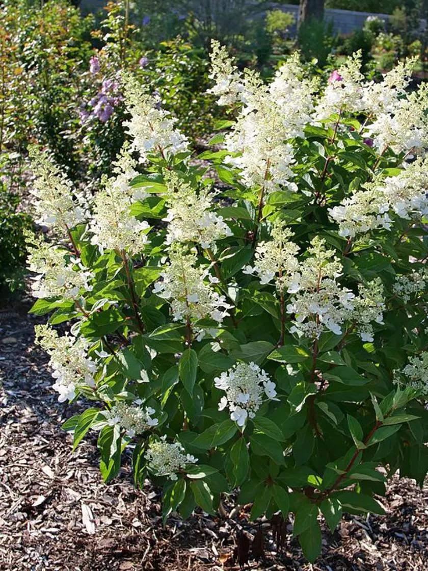 Hydrangea, Pinky Winky® | Gardener's Supply