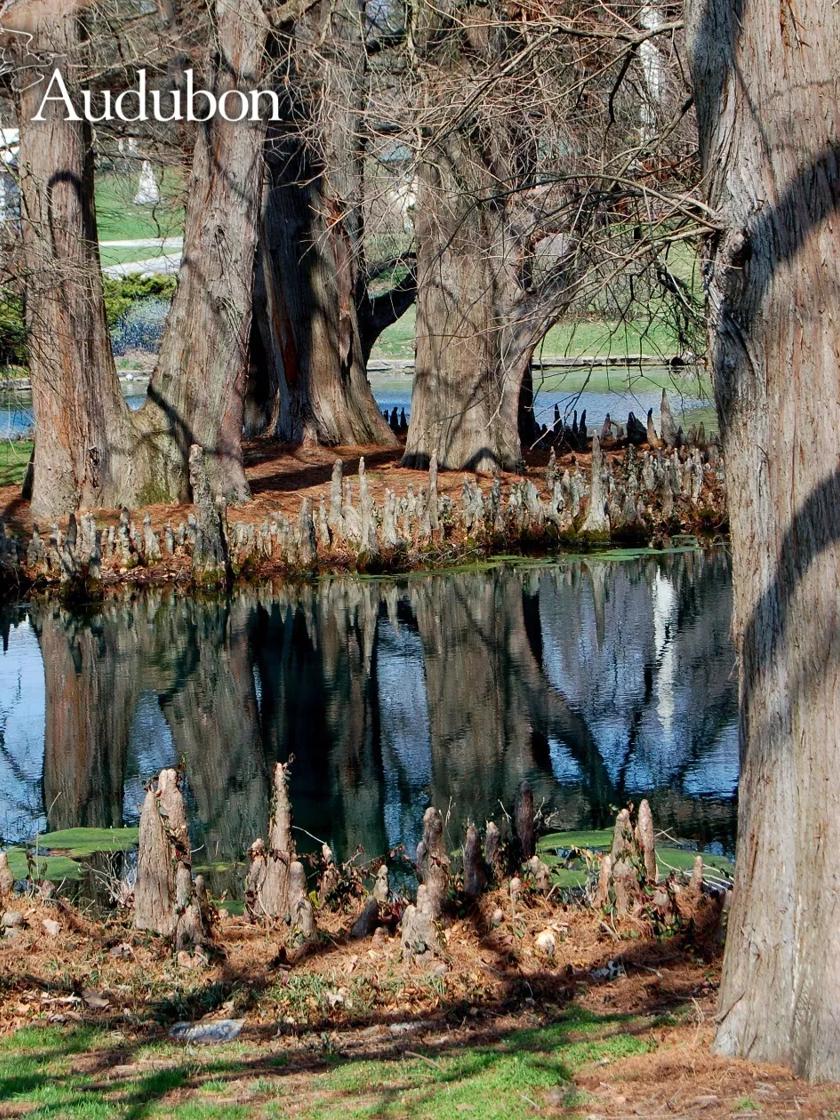 Audubon® Native Bald Cypress Tree for Sale Gardener's Supply